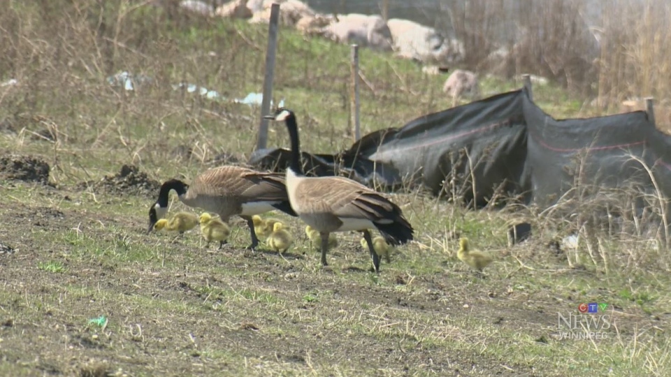 1,500 geese eggs removed from nests along Kenaston | CTV News