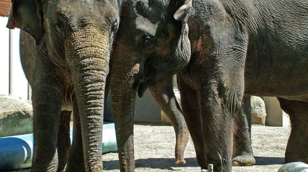 Calgary Zoo Elephants