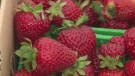The LaSalle Strawberry Festival kicked off for the 27th year Thursday evening with fresh local berries. Chris Campbell reports.