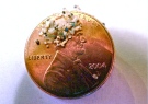 In this 2012 photo, a sample of 'microbeads' collected in eastern Lake Erie is shown on the face of a penny. (Courtesy 5gyres.org / Carolyn Box)