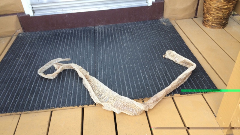 Gatineau resident, Josselyn Boiron, found the molted snake skin from a boa in his yard. (Photo: Josselyn Boiron)