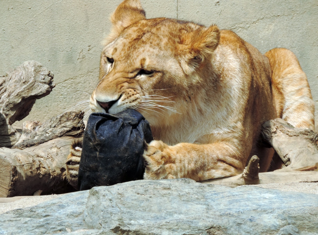 Zoo Jeans: Japanese zoo selling jeans fashionably ripped by lions, tigers,  bears | CTV News