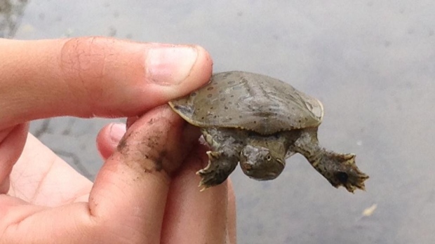 At-risk Spiny Softshell Turtles Being Released Into Thames River 