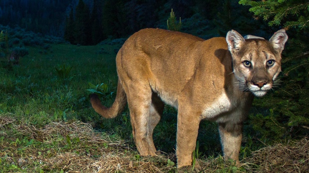 B.C. dad slugs cougar that attacked two-year-old daughter | CTV News
