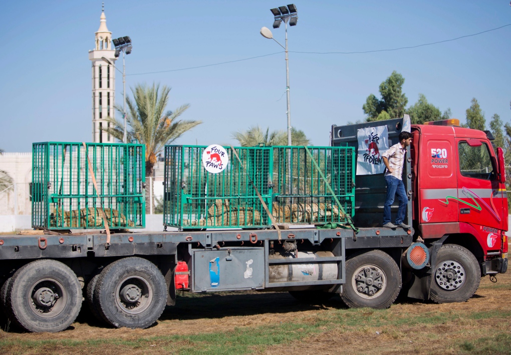 Gaza lions