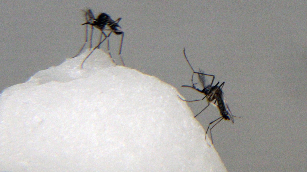 Mosquitos that spread chikungunya virus
