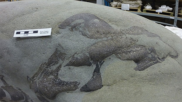 Dinosaur fossil uncovered in Castle River