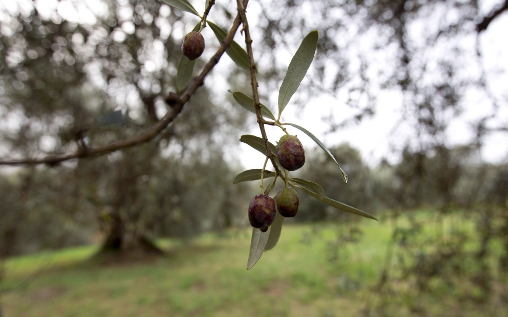 Olive oil prices may soar as bad weather, parasites batter harvest | CTV  News