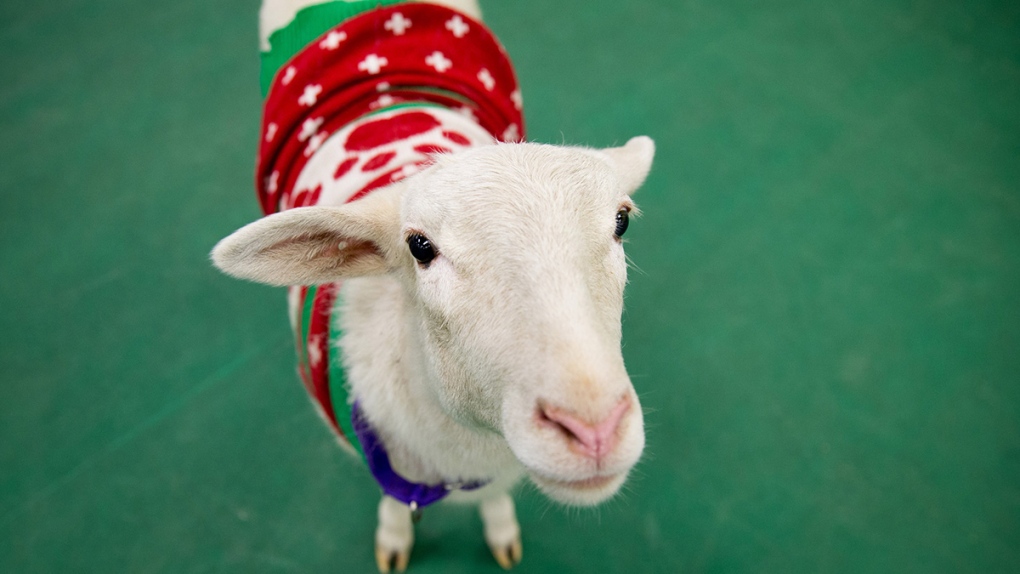 A sheep wearing a Christmas sweater