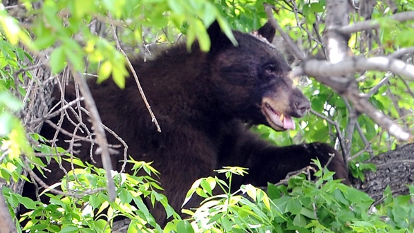 In this April 26, 2012 file photo, an adult male black bear is seen hiding up a tree in Williams Village on the University of Colorado campus in Boulder. (AP Photo/The Daily Camera, Cliff Grassmick)