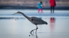 In this file photo, a Great Blue Heron is shown on February 15, 2013. (Darryl Dyck / THE CANADIAN PRESS)