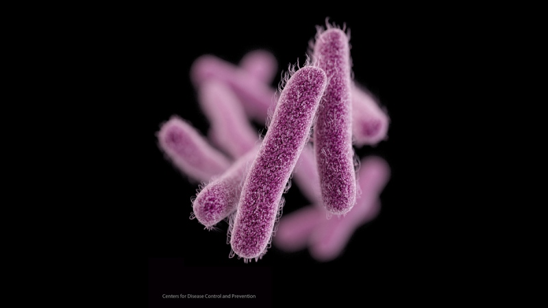 Shigella bacteria in an illustration made available by the Centers for Disease Control and Prevention. (CDC) 