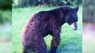CTV Ottawa: Bear appears in backyard