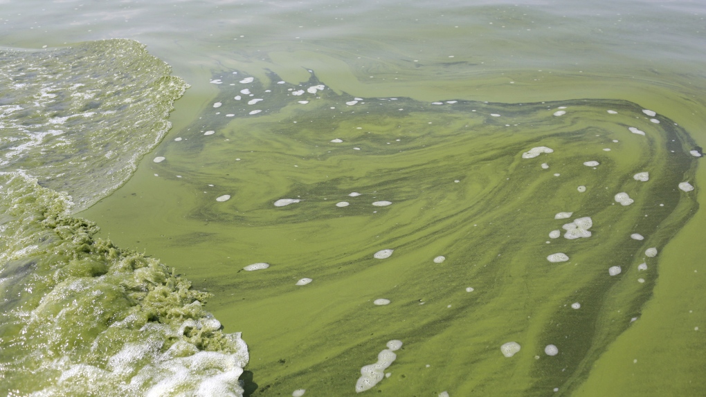 Blue-green algae in Lake Erie