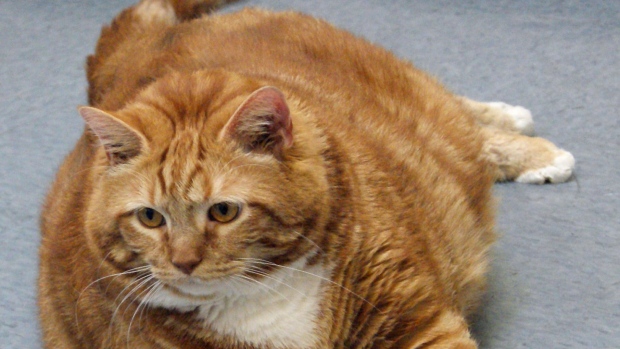 University Of Guelph Study Shows Overweight Cats Heavier Now Than In