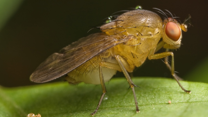 Fruit flies are experts at hunting for fermenting produce, and find their way into fruit-filled homes through window screens or cracks in doors. (Liew Weng Keong / shutterstock.com)