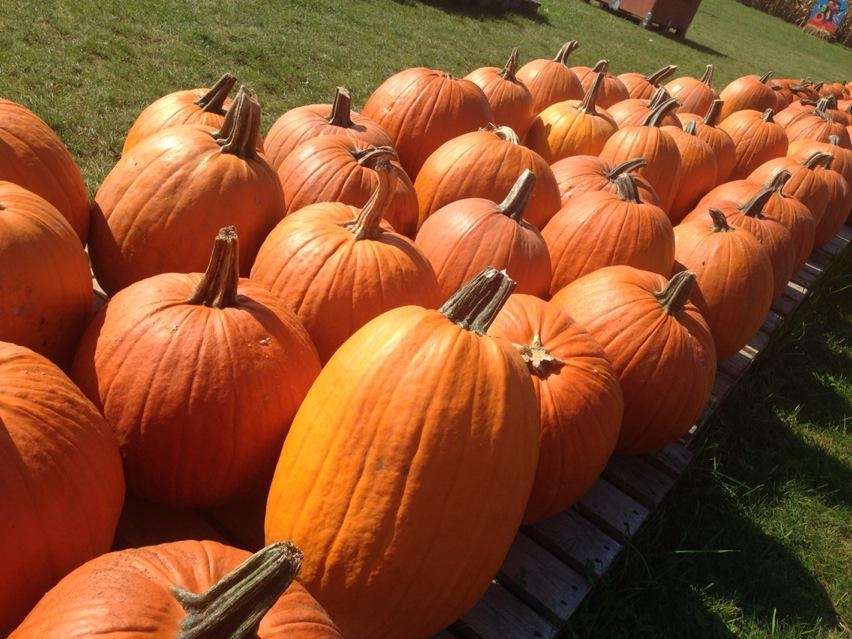 Canadian pumpkins heading south to make up for U.S. shortfall | CTV News