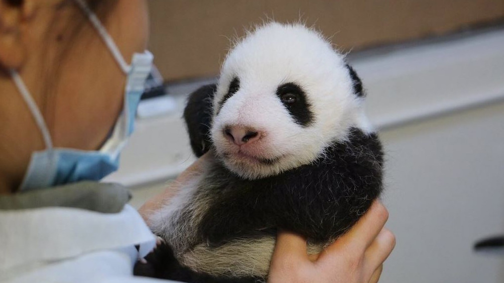 Toronto Zoo's giant panda cubs open their eyes