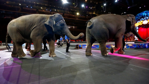 Elephants Perform For Final Time At Ringling Bros Circus Ctv News