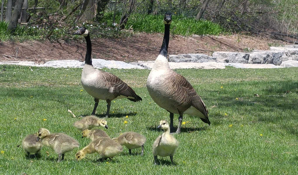 Kitchener's goose population control program humane, expert says | CTV News