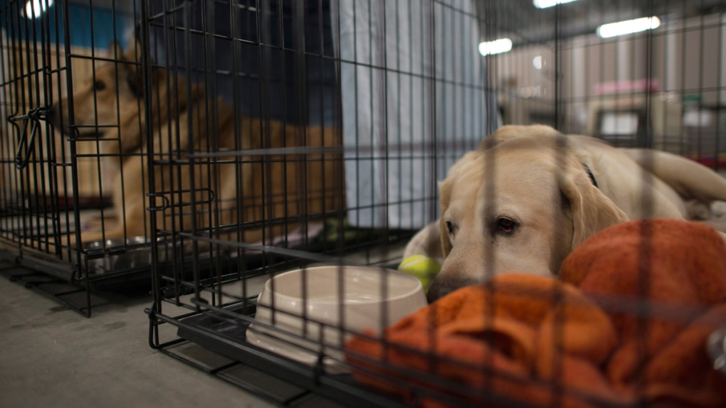 Dogs at the SPCA rescue centre in the Bold Center