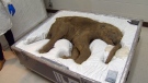 Lubya, a 40,000-year-old preserved baby woolly mammoth, will be on display at the Royal BC Museum in Victoria as part of a new exhibit opening June 1. May 27, 2016. (CTV Vancouver Island)