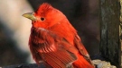 Ruthie Crowell- Smith captured this image of a summer tanager in Bear Point N.S.