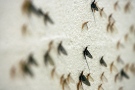 In this June 15, 2010 photo, Mayflies cover the Vito's Pizza in Point Place, Toledo, Ohio. (The Blade / Andy Morrison)