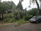 A large branch landed on the porch of an Erie St. home in St. Thomas,Ont., on Monday, July 25, 2016. (Gerry Dewan / CTV London) 