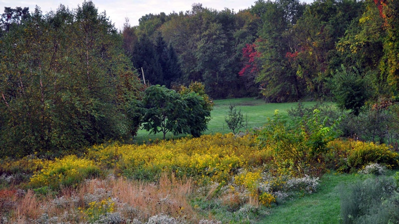 How to Turn Your Lawn into a Wildflower Garden