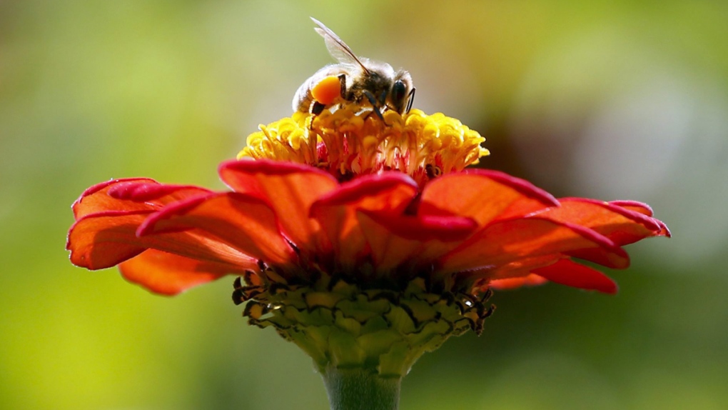 A honeybee in Accord, N.Y.