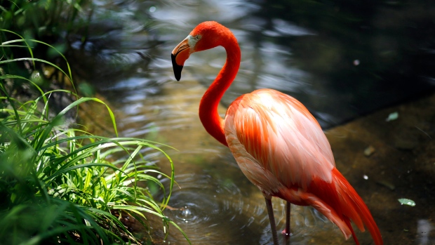 Romania: Rare Sighting Of Wild Flamingo Near Danube Delta | CTV News