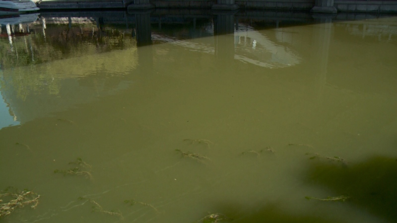 Ottawa's Rideau Canal has taken on a bright green hue, likely due to algae bloom, on Sept. 6, 2016.