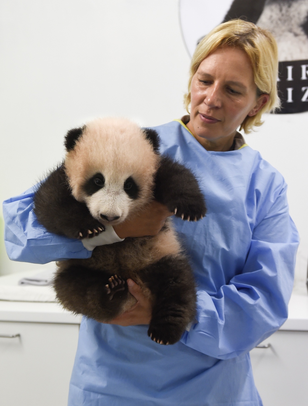 Belgium's first baby panda named 'Treasure of Heaven' | CTV News