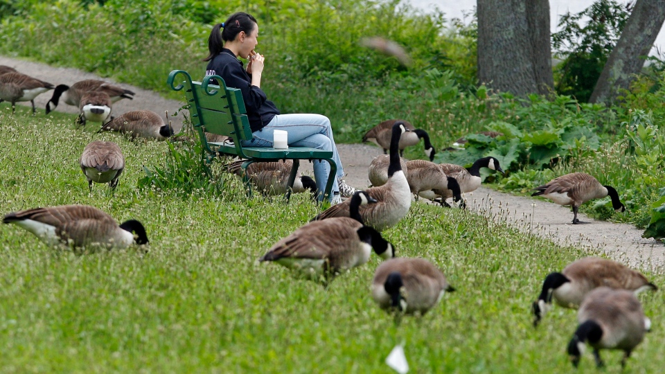 How Canada geese bounced back from near extinction to conquer North America  | CTV News