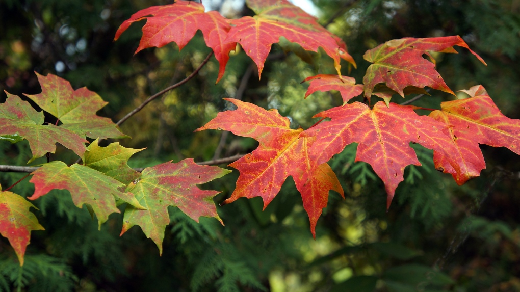 Fall foliage from across Canada | CTV News