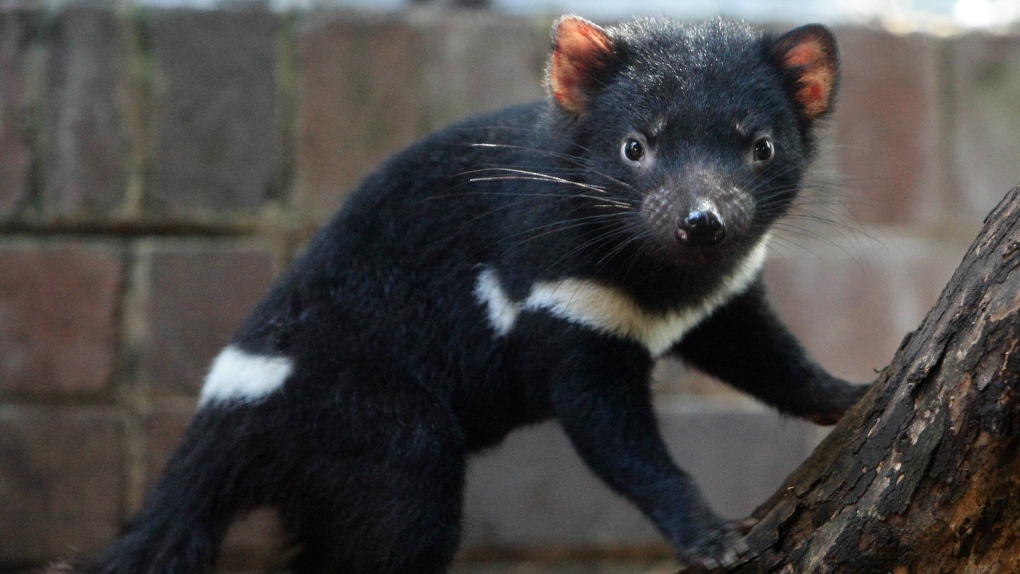 Tasmanian devils' milk could fight superbugs: Australian scientists | CTV  News