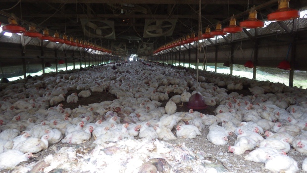 Highly-contagious bird flu found in Japan, culling start | CTV News