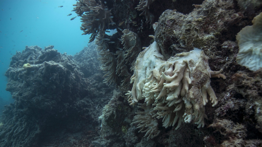 Dying coral in Australia's Great Barrier Reef