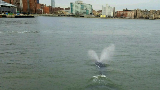 Whale Spotted Swimming In New York City's East River: Police | CTV News