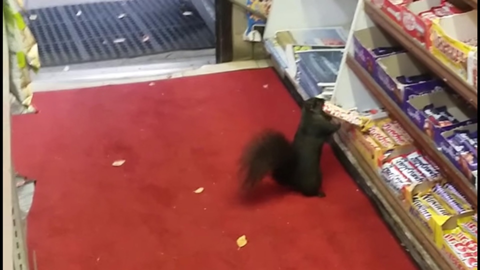 Squirrels Stealing Chocolate Bars From Toronto Convenience Store Caught