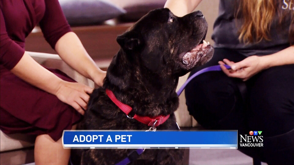 Adoptable Bc Spca Cane Corso Needs Forever Home Ctv News