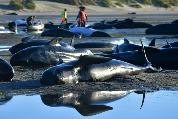 New Zealand whales: Authorities to move 300 carcasses - BBC News