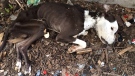 Dog found starved near abandoned building in Windsor. (Courtesy Windsor/Essex Humane Society)