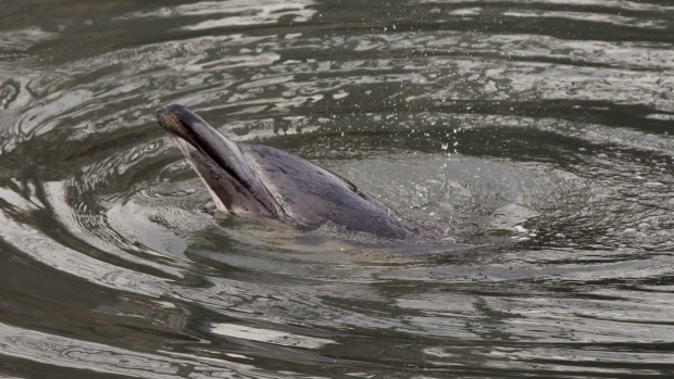 UNH Pathologist Finds Mill River Dolphin Had Parasitic Brain Infection