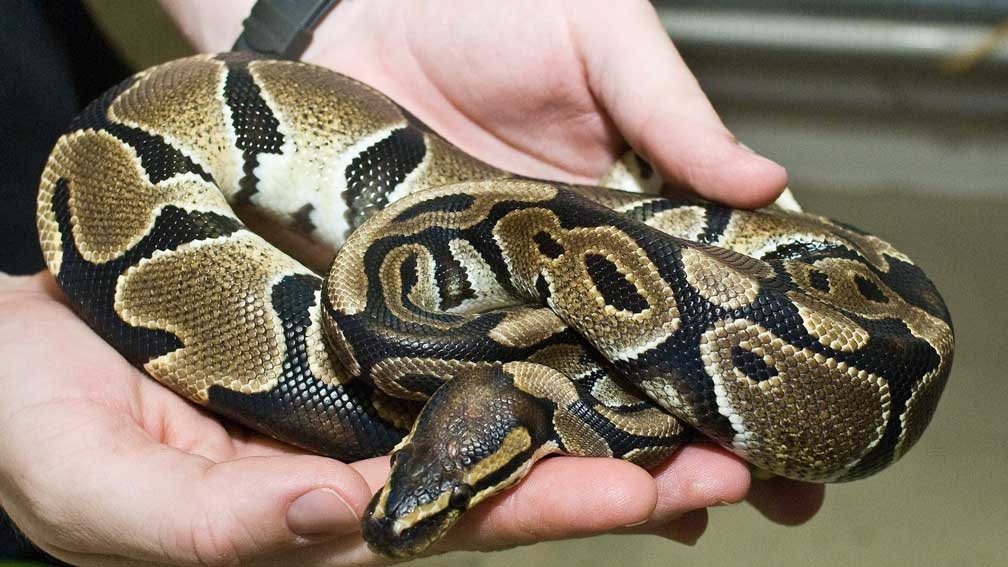 100 dead ball pythons found in South Florida home | CTV News