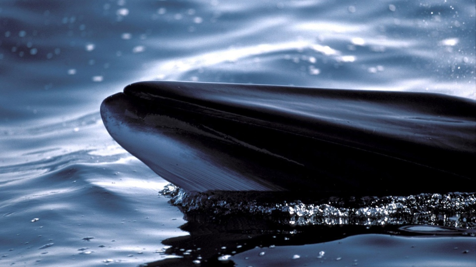 Minke whale hunt