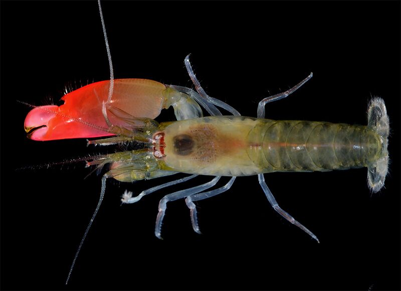netflix creature report pistol shrimp