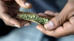 The report is based on data collected before cannabis was legalized last October, suggesting the information is a baseline for further research involving youth drug use. (File)