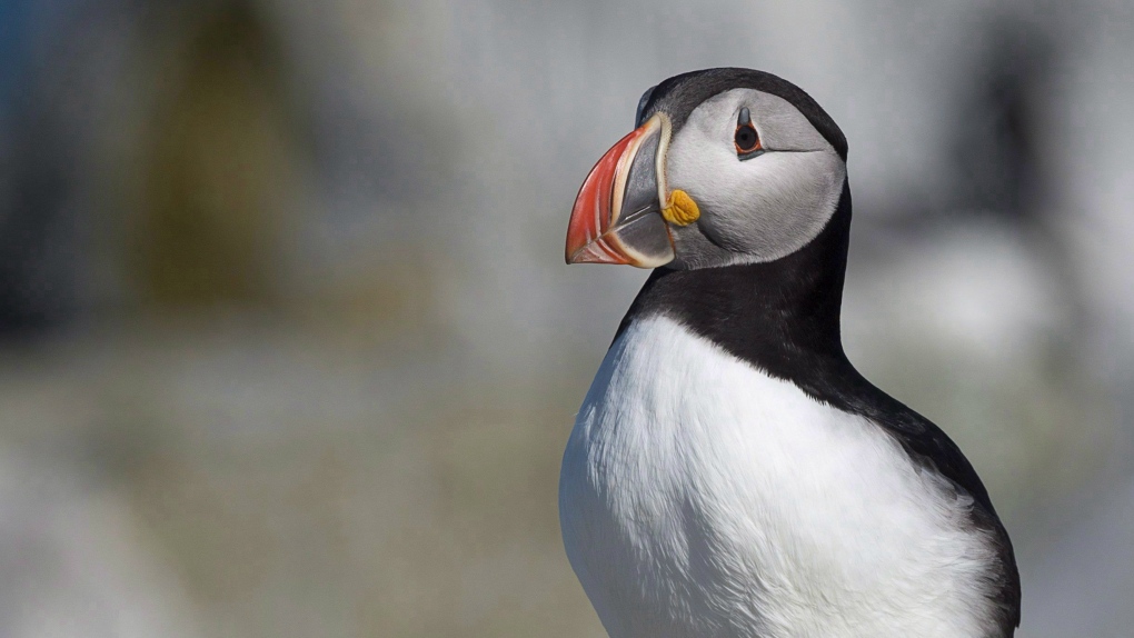 Environment minister celebrates World Penguin Day by posting puffin video |  CTV News